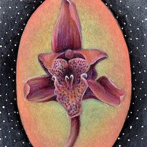FRAMED - Orchid - Coloured Pencil Drawing, Original Authentic Artwork, Australian Artist