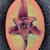 FRAMED - Orchid - Coloured Pencil Drawing, Original Authentic Artwork, Australian Artist