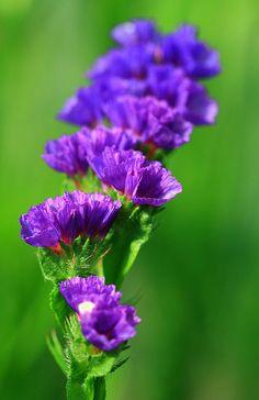 Tiny Purple Flower 1 Flower Delivery