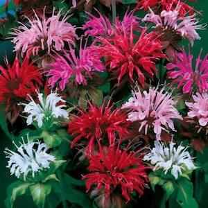 30 seeds lovely Bee Balm Panorama Seedsa.k.a. Oswego Tea, Horsemint - Perennial