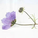12PCS Real Pressed Dry purple flower with stem, floral supply for art FSS41
