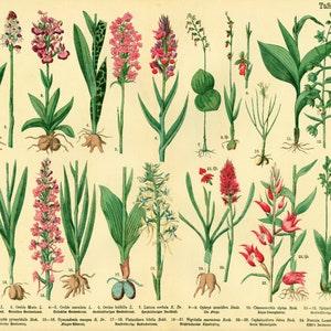 1885 Antique Slipper Orchid Spider Venus Shoes birthwort Vanilla poisonous Plant Print poster Identication Orchid chart botanical  Wall Art