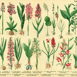 1885 Antique Slipper Orchid Spider Venus Shoes birthwort Vanilla poisonous Plant Print poster Identication Orchid chart botanical  Wall Art