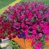 Assorted wave petunias seeds - 50 PER PKG