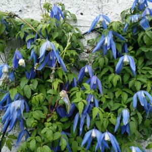 LARGE FLOWERED Blue Alpine Clematis Alpina Hardy Climbing Vine 3 Seeds