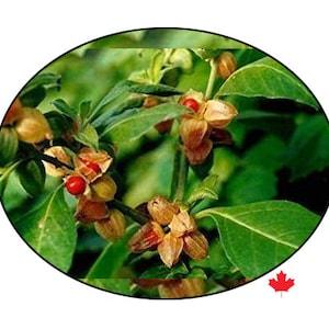 Ashwagandha Seeds, African Ecotype (specialty plant seed) Open pollinated, certified organic seed. Specialty Seeds.