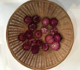 A pack of Assorted Shades of  Fushia Strawflowers (dried) ready for use crafting