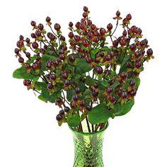 Burgundy Designer Hypericum Berries - 20 Stems Flower Delivery