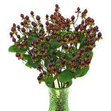 Burgundy Designer Hypericum Berries - 20 Stems Flower Delivery