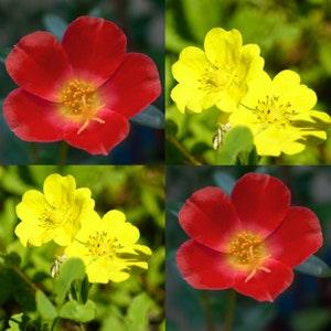Potentilla Seeds Canada, Perennial Flower, Mixed Color, Shades of Red Orange Yellow, Hardy Nepalensis, Gardening Plants, Zone 2-9