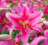 20 SEEDS for Fuchsia Pink LILY RARE flower exotic bush home plant USA Seller