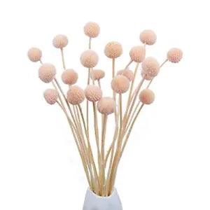 20 Pcs Dried Flowers Craspedia Billy Balls Flowers Billy Buttons Pink Pink 1