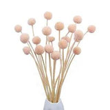 20 Pcs Dried Flowers Craspedia Billy Balls Flowers Billy Buttons Pink Pink 1