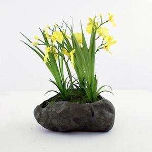Dancing Lady Orchid in Stone Yellow 22cm