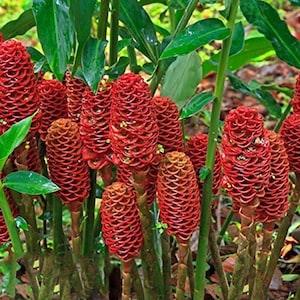 Red Pinecone Ginger Shampoo Ginger - Zingiber zerumbet - Rare 'Plant' Seeds - Pinecone Ginger, Red-Green, Shampoo Ginger, Red Cone Ginger