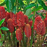 Red Pinecone Ginger Shampoo Ginger - Zingiber zerumbet - Rare 'Plant' Seeds - Pinecone Ginger, Red-Green, Shampoo Ginger, Red Cone Ginger
