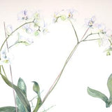 White Orchid original Watercolour