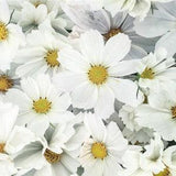 50+ seeds organic Large Cup Elegant unique cottage Garden flower Heirloom Cosmos Seeds - pure white