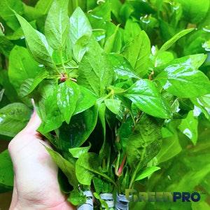 Greenpro l Alternanthera Focoidea Bettzickiana Red 3 Bundles Freshwater Live Aquarium Plant Foreground for Fish Tank Decoration US Nurseries