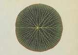 Postcard Kew Botanical Drawing "Aquatic Plants - Amazon Water Lily" MINT Unused