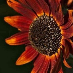 Sunflower Flower Seeds, Red Sun Sunflower Seeds, "COOL BEANS N sprouts" Brand. Non-GMO. Home Gardening.
