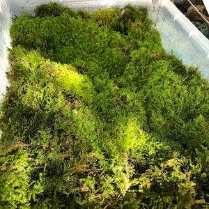 Lush Real Moss For Terrariums ? New ? Bonsai, Miniature Gardens ? Terrarium Moss ? Natural Live Moss Terrarium Supplies