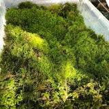 Lush Real Moss For Terrariums ? New ? Bonsai, Miniature Gardens ? Terrarium Moss ? Natural Live Moss Terrarium Supplies