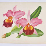 Cattleya hardyana laversinensis - Original Large Antique Orchid Print 1880s - orchidaceae,botanical,botany,plant,flower,linden,orchidee