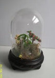 Vintage Dried Flower with Quartz Crystals Glass Dome on Wood Base
