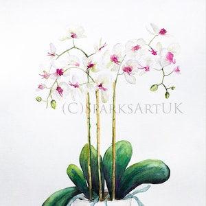 White orchids Phalaenopsis - Giclee print of original watercolour painting