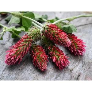 50 Seeds Organic Red Crimson Clover,  good herb tea and salad