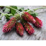 50 Seeds Organic Red Crimson Clover,  good herb tea and salad