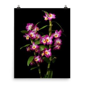 Print of Dendrobium Nobile Orchids Poster Nobile Orchid Wall Art Photo