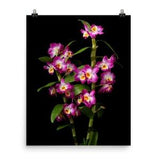 Print of Dendrobium Nobile Orchids Poster Nobile Orchid Wall Art Photo