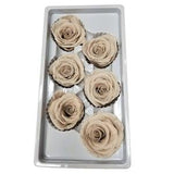 Pack of 6 SMALL Preserved Rose Heads - Wholesale, Forever Roses, Real Long-lasting Roses for DIY Rose Boxes, Bouquets, Flower Arrangements,