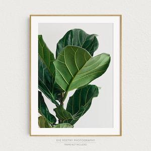 Fiddle Leaf Fig Plant, Tropical Print, Modern Minimalist, Tropical Decor, Tropical Leaf Print, Green Leaves, Nature Wall Art
