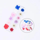36PCS Real Pressed Dry Mixed flowers collection, 12 colors FCD504 #10