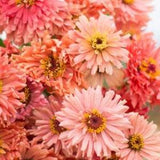 25 seeds lovely Senora Salmon pink Zinnias Seeds
