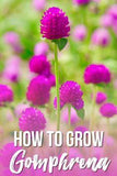 How to Grow Gomphrena from Seed Flower Delivery
