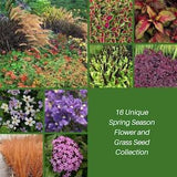 16 Unique Flower Seeds Collection: Angelonia, Coleus, Marigold, Zinnia, Petunia, Sage, Cosmos, Nasturtium, Pentas, Nemophila and more