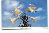 Bermuda Easter Lili Flower Perfumes Chrome Postcard Vtg Posted