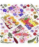 114 Pcs Dried Pressed Flowers For Resin, Real Pressed Flowers Dry Leav.