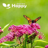 BUTTERFLY WEED CARMINE Rose - 45 seeds - Asclepias Incarnata ?C Perennial flower
