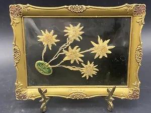 Vintage Edelweiss Flowers Framed Genuine Germany Dried Edelweiss F???ssen Germany