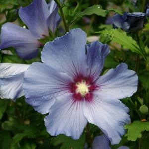 ROSE OF SHARON Hardy Hibiscus Shrub Syriacus 10 Seeds