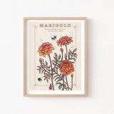 Marigold Wall Art Print, October Birth Flower Illustration Print