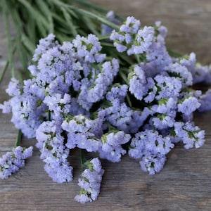 25 seeds Statice Seeds - Light blue Shades - Limonium sinuatum