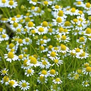 200 Seeds-Organic German Chamomile Herb Seeds-Perennial Daisy - (Non GMO) Matricaria recutita-J022