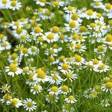 200 Seeds-Organic German Chamomile Herb Seeds-Perennial Daisy - (Non GMO) Matricaria recutita-J022