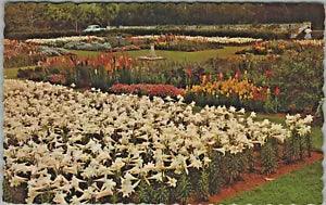Bermuda Easter Lilies Government Agricultural Station Paget Bermuda Vg Postcard